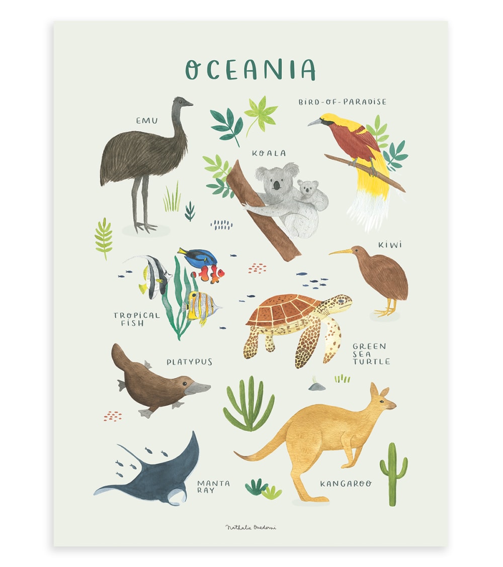 Affiche Animaux d'Océanie 30 x 40 cm (Lilipinso) - Image 1