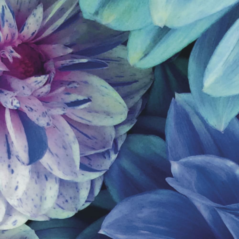 Papier peint panoramique Dahlia Bleu — vue 3