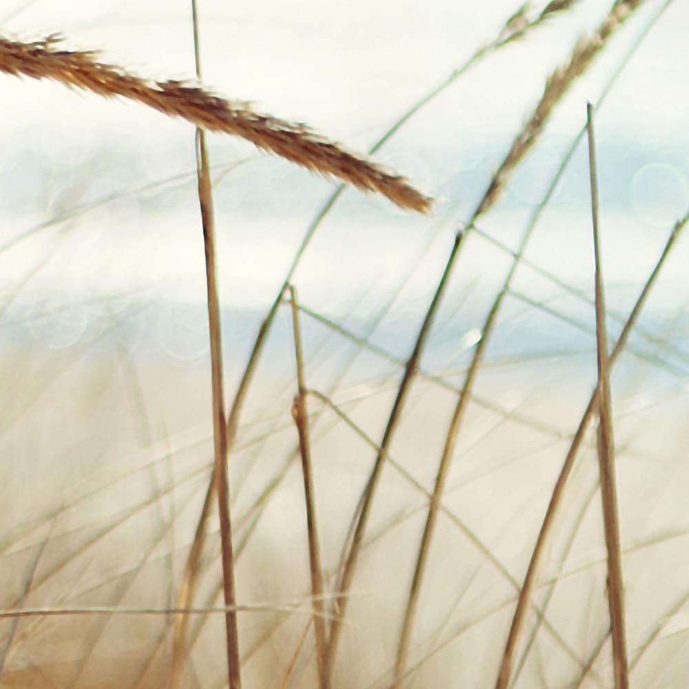 Papier peint panoramique Dune Xl