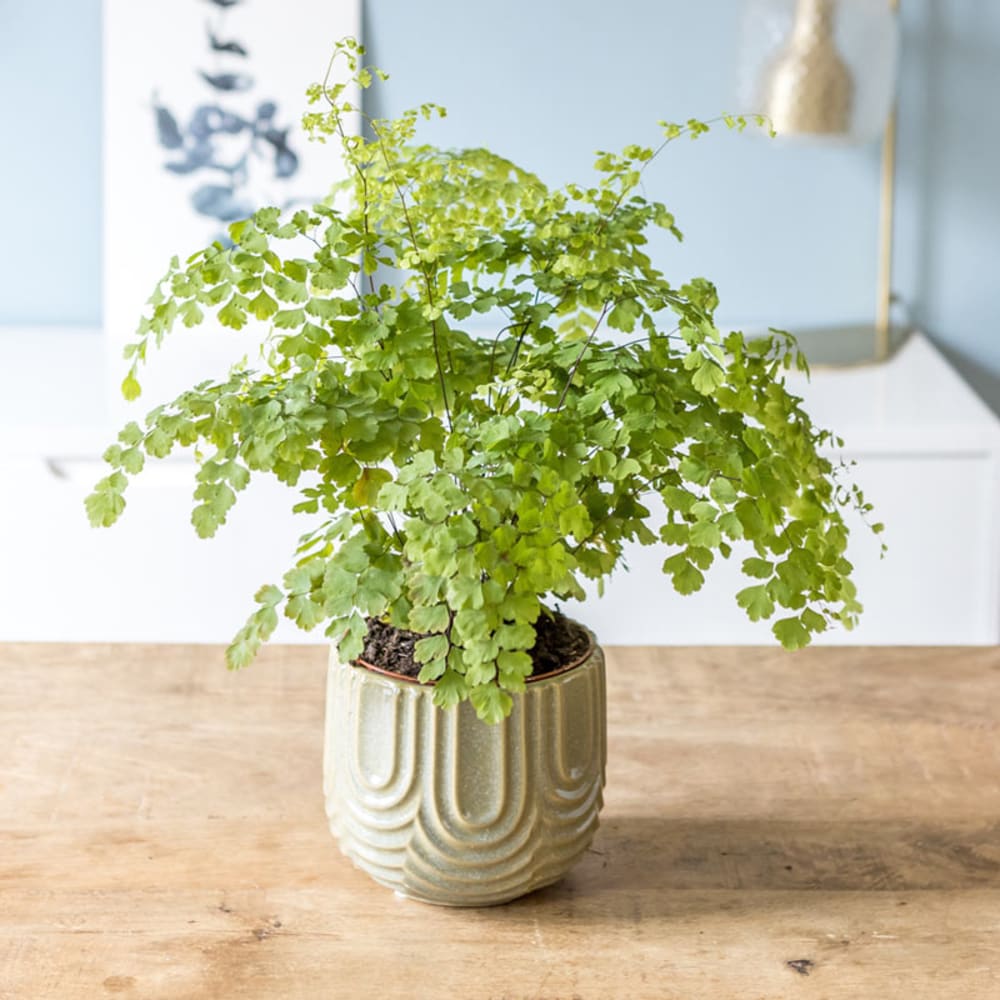 Fougère Adiantum ou Capillaire avec cache-pot D13 Fougère Adiantum ou Capillaire avec cache-pot D13