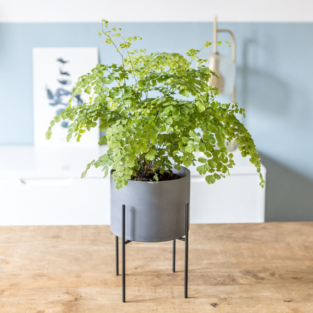 Fougère Adiantum ou Capillaire avec cache-pot D13 - Maisons du Monde