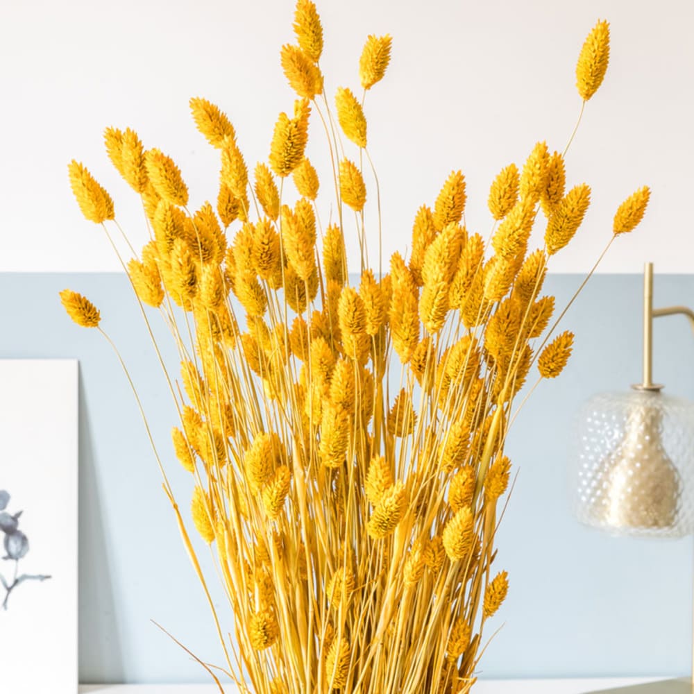 Bouquet de fleurs séchées : Phalaris ocre. 180 à 220 tiges - Maisons du Monde