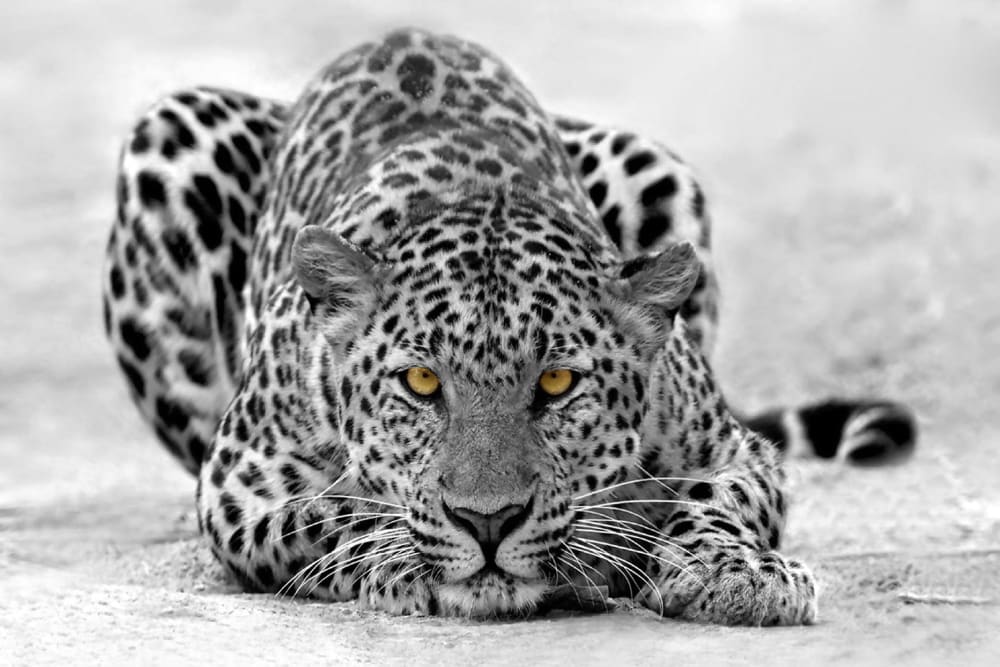 Cuadro leopardo blanco y negro impresión sobre lienzo 60x40cm