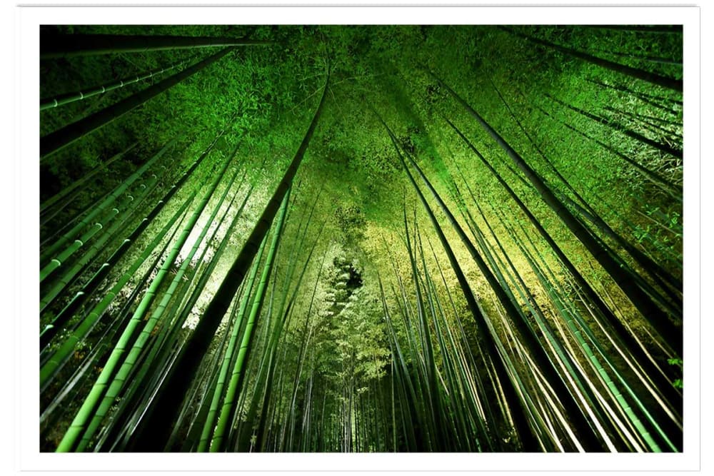 Póster naturaleza bosque de bambúes en kioto sin marco 60x40cm