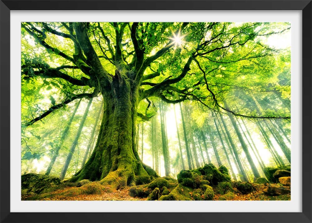 Póster naturaleza haya de ponthus con marco negro 60x40cm