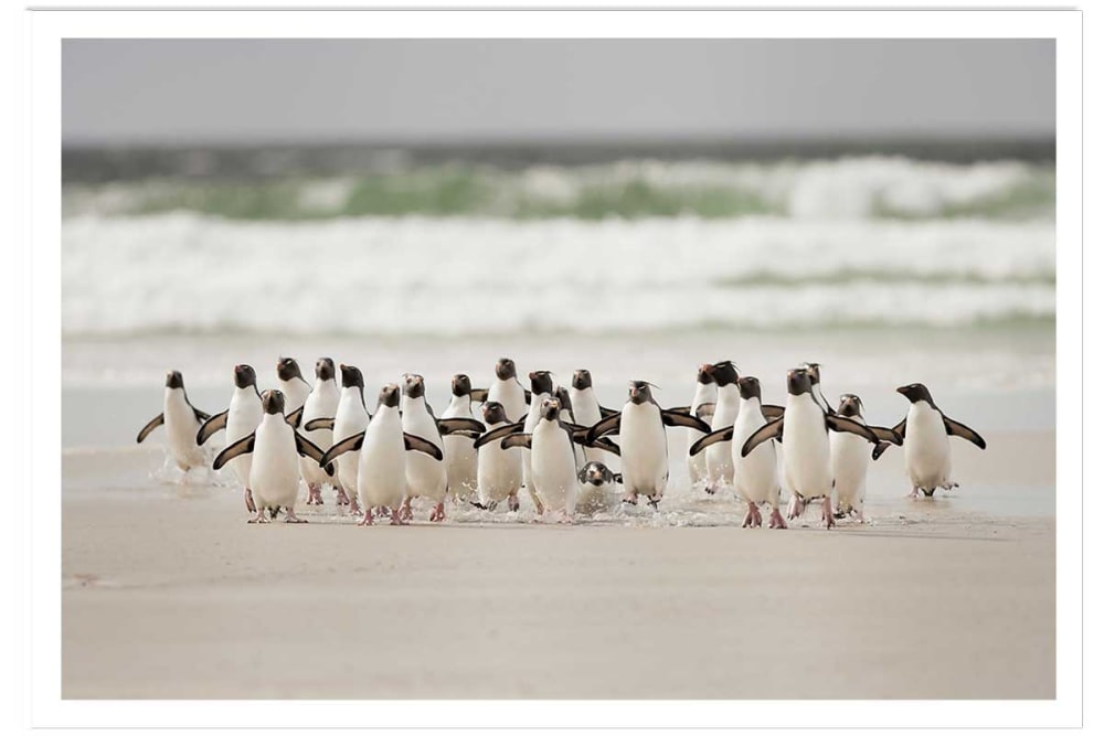 Póster animales pingüinos sin marco 60x40cm