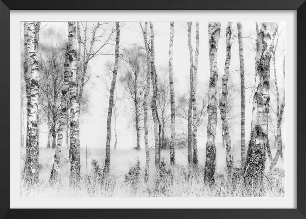 Póster paisaje abedules con marco negro 60x40cm