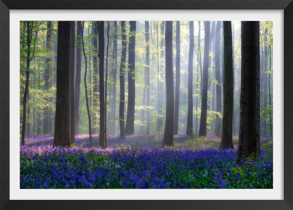 Póster naturaleza jacintos y sotobosque con marco negro 60x40cm