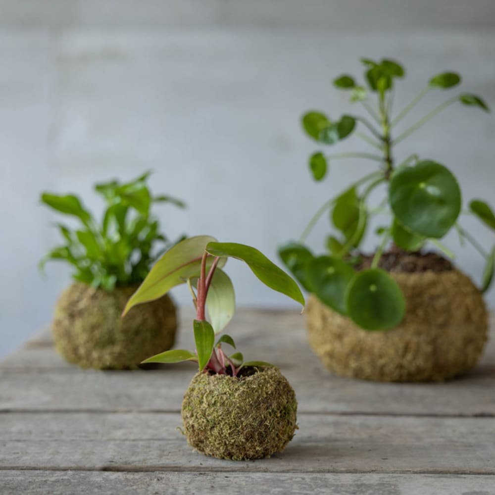Kokedama boule mousse 15 cm vert - Maisons du Monde