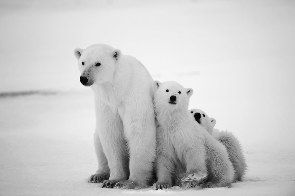 Tableau animaux family polar bear toile imprimée 120x80 cm