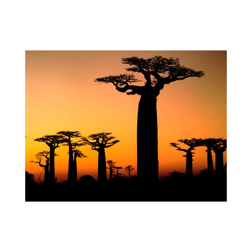 Papier peint panoramique baobabs 350x270 cm - Maisons du Monde