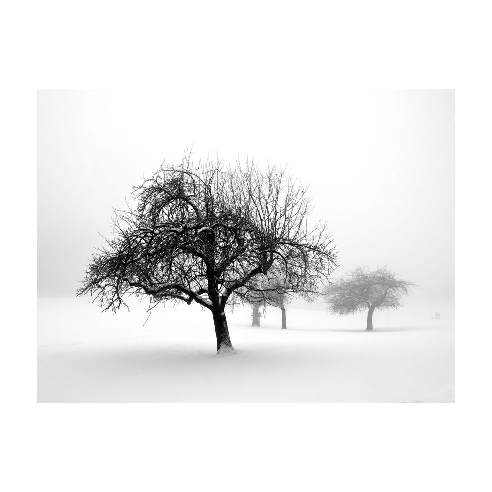 Papier peint panoramique arbres hiver 350x270 cm — vue 3