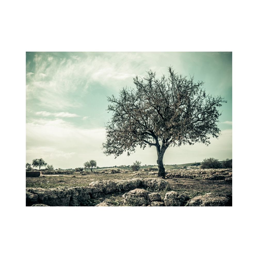 Papier peint panoramique arbre vintage 250x193 cm — vue 3