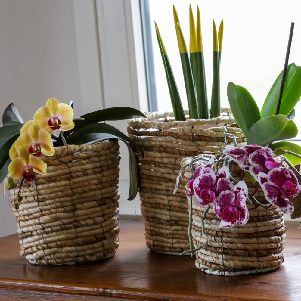 Set 3 cache-pots en paille avec intérieur - Maisons du Monde