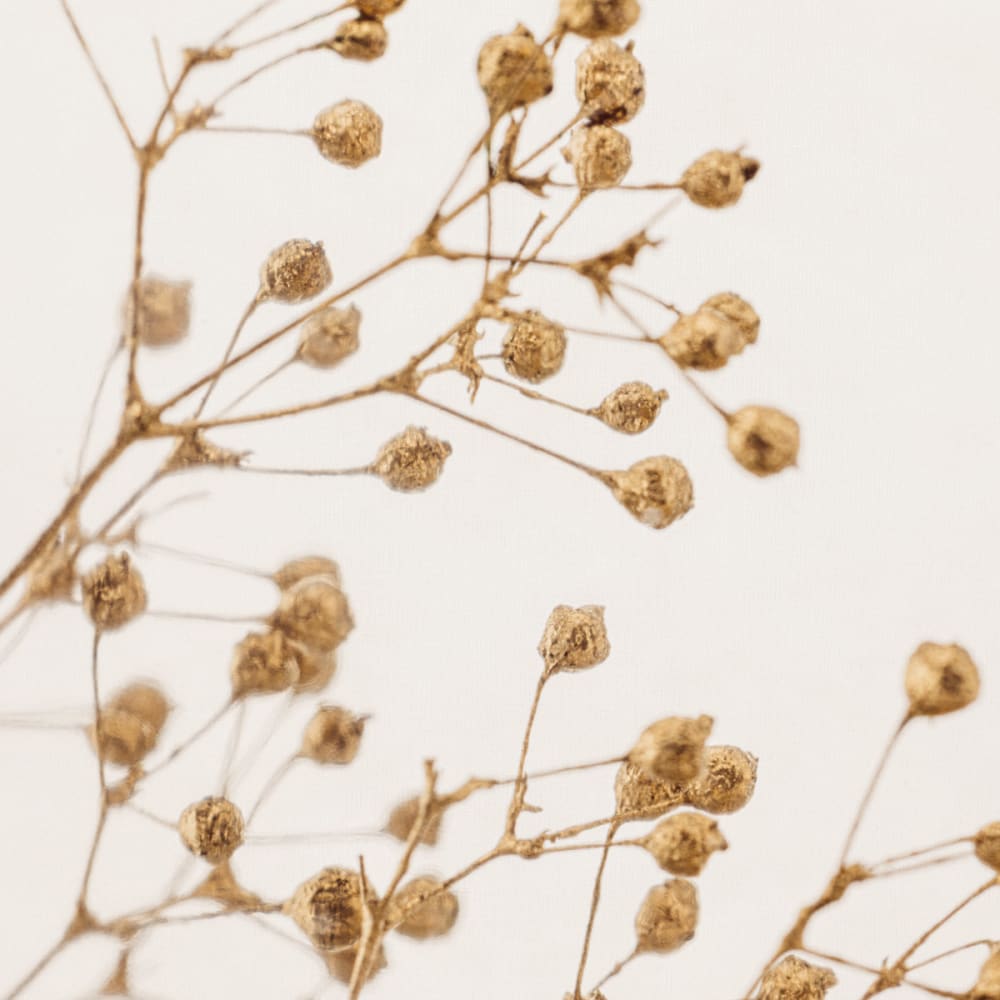 Gypsophile or immergé - La Tour Eiffel