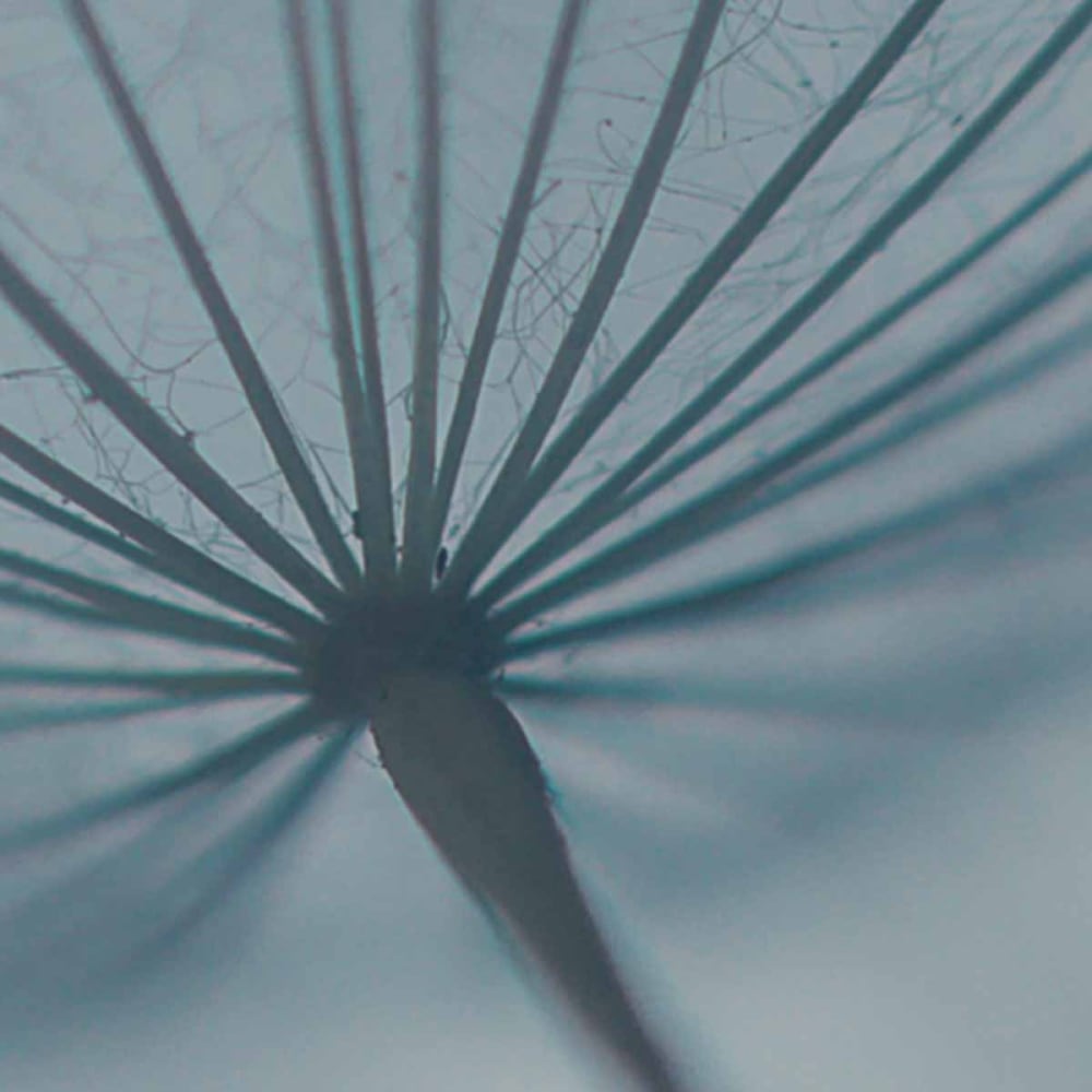 Papier peint dandelion, bleu 375 x 250cm — vue 4