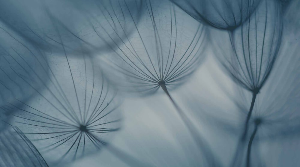 Papier peint dandelion, bleu 300 x 250cm — vue 3