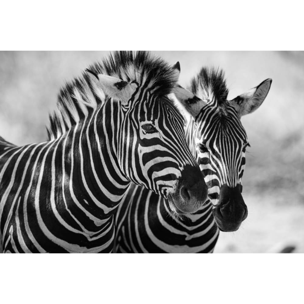 Tableau sur toile zoom zèbres 65x97