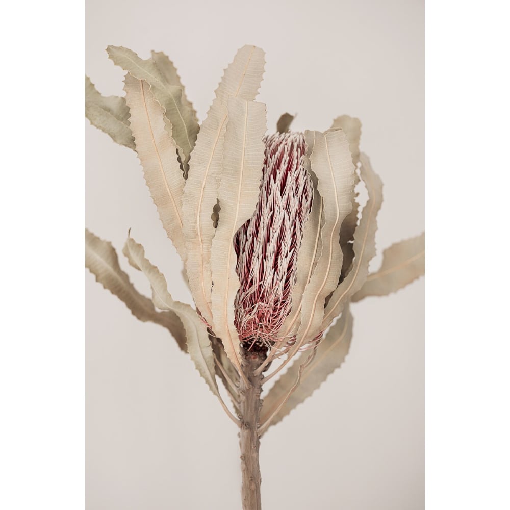 Tableau sur toile plante sèche 45x65