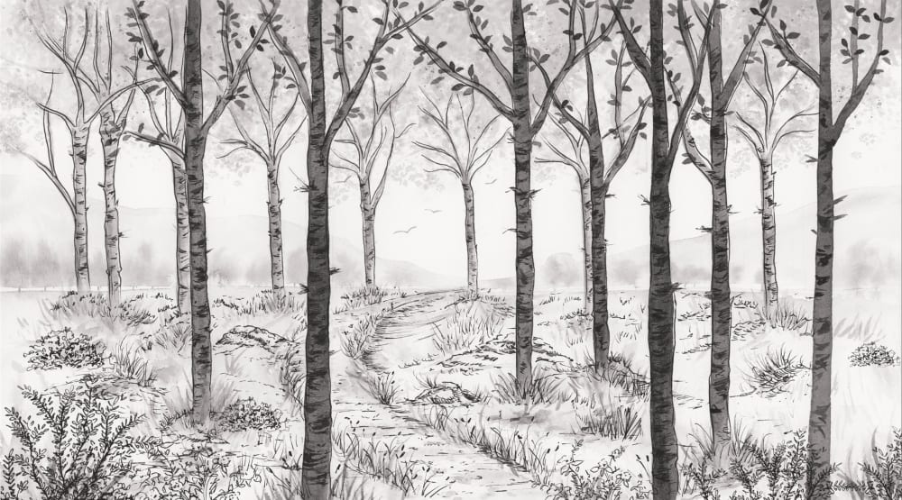 Papier peint paysage forêt de bouleau, noir et blanc 375 x — vue 3
