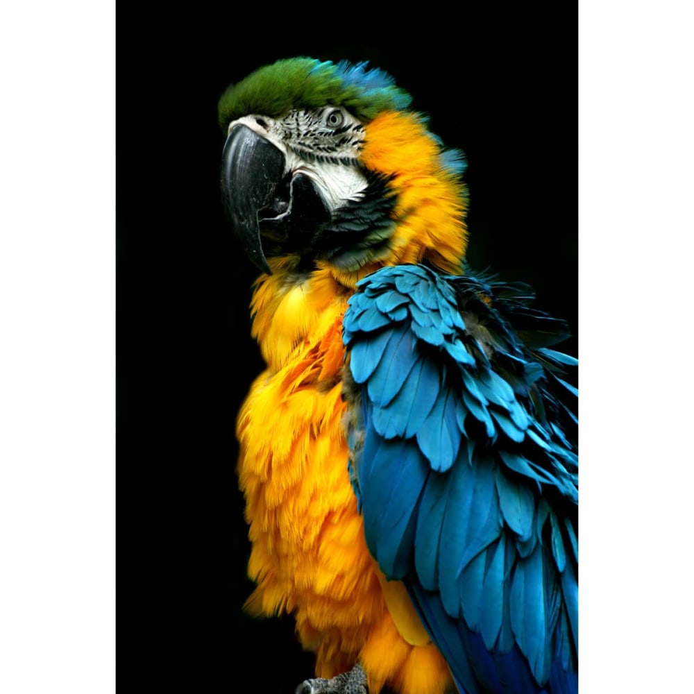 Tableau sur verre synthétique perroquet 80x120