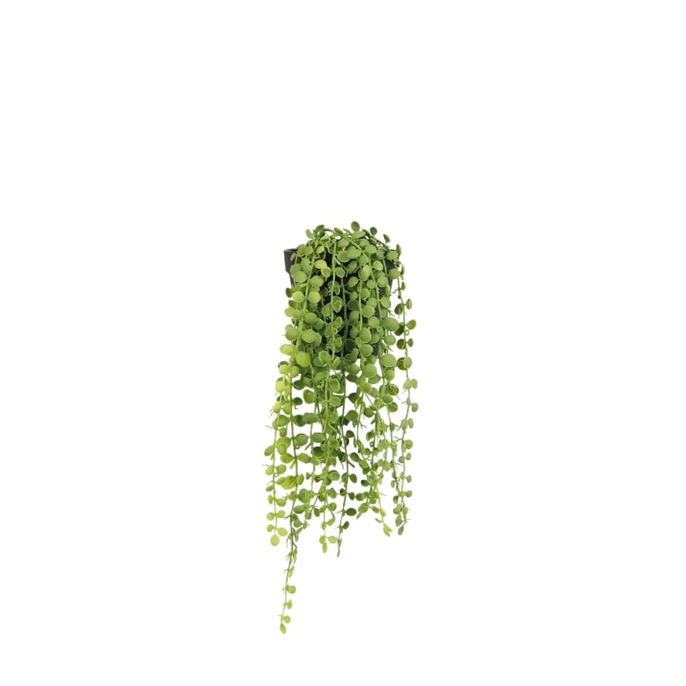 Plante succulente retombante artificielle 40cm