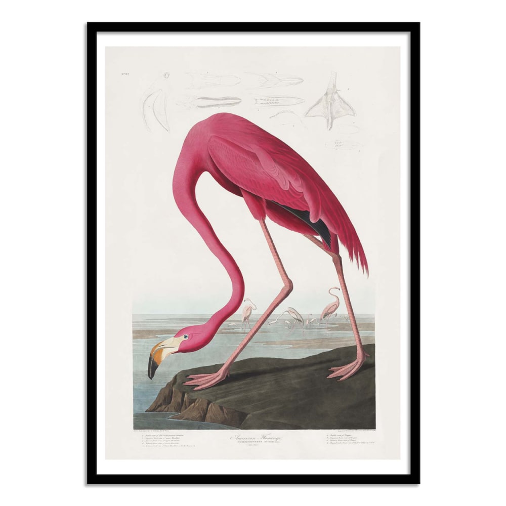 Affiche 50x70 cm - Pink Flamingo From Birds of America 1827 - Pictufy - Maisons du Monde