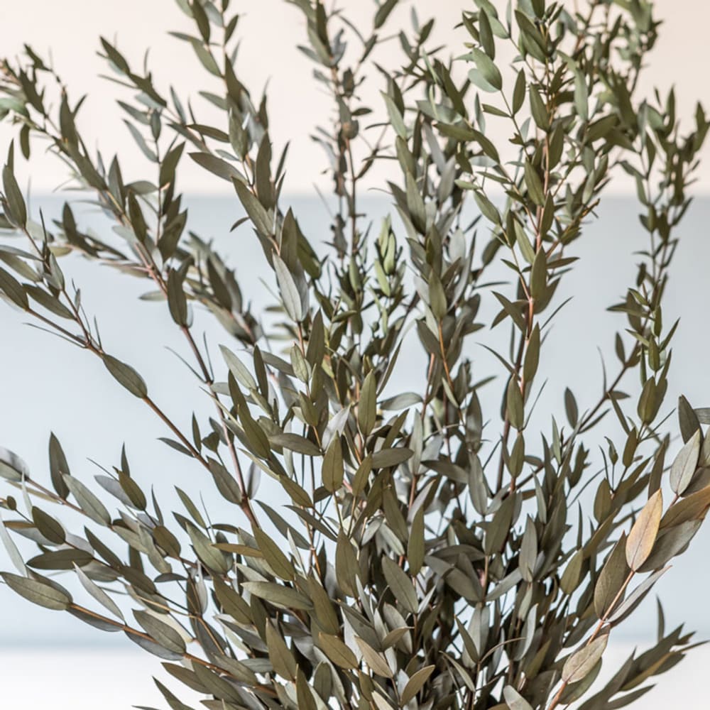 Bouquet de fleurs séchées : Eucalyptus parvifolia vert 150g - Maisons du Monde