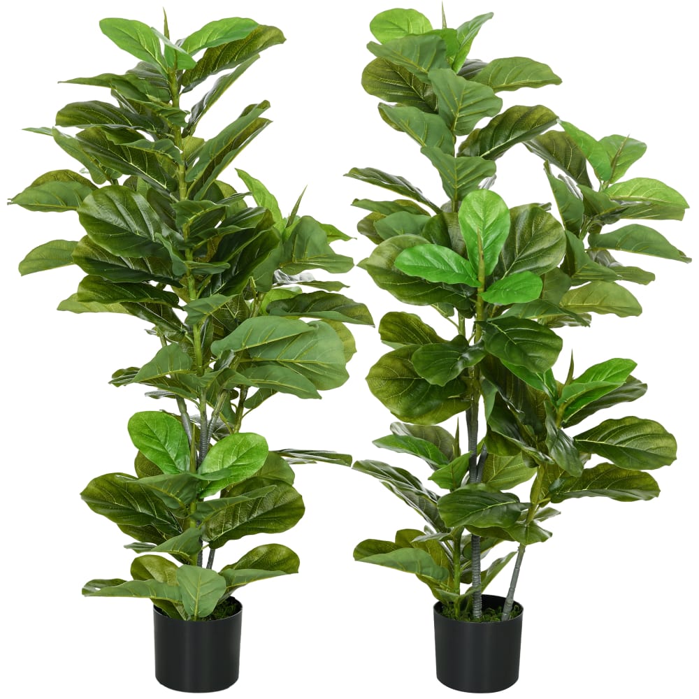 Lot de 2 ficus lutea - feuilles