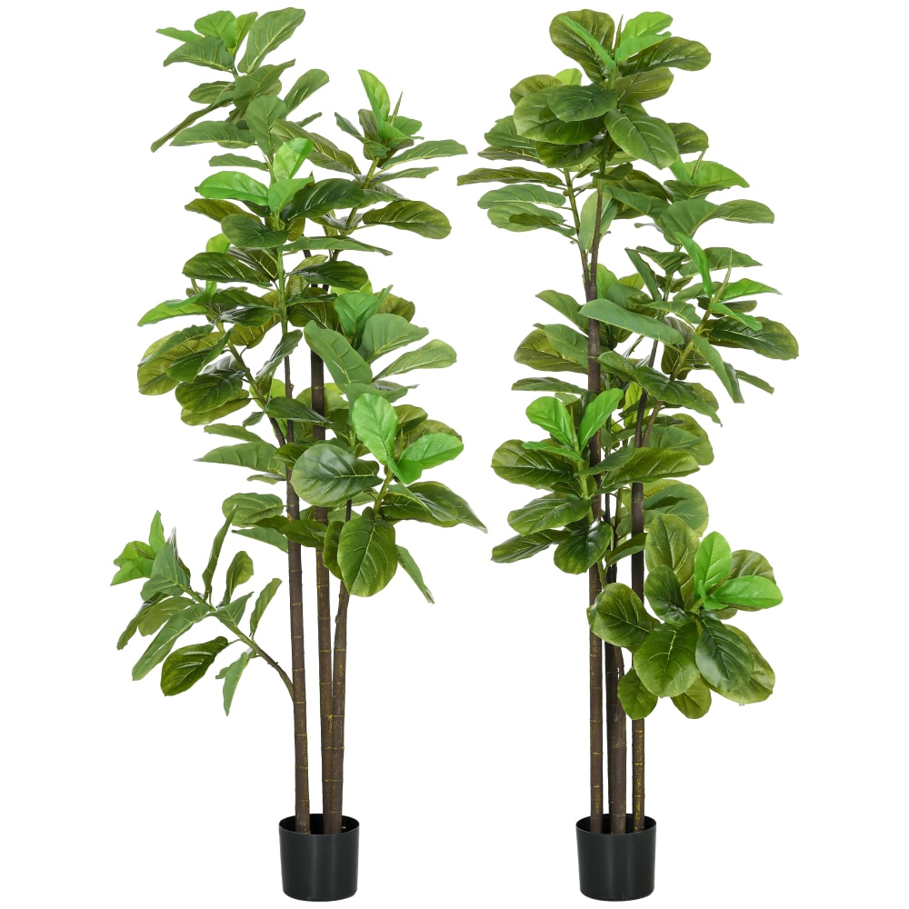 Lot de 2 ficus lutea - feuilles