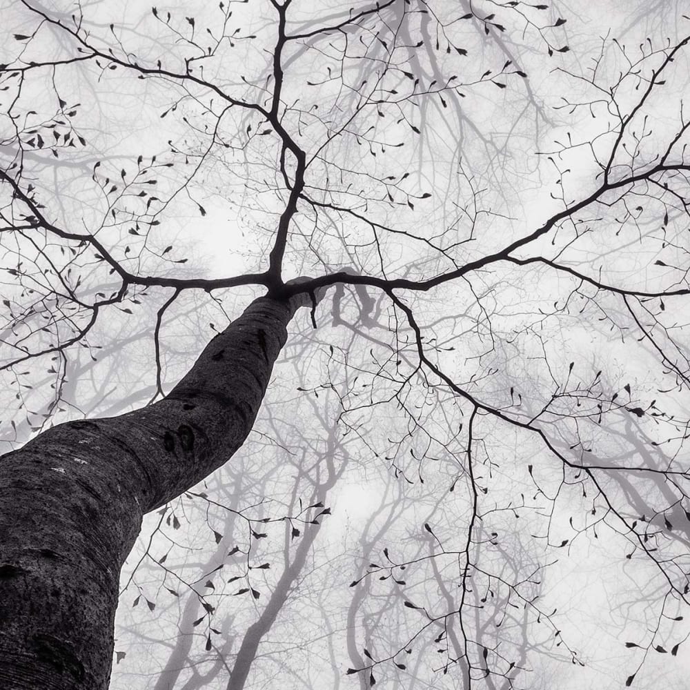 Papier peint panoramique arbre en hiver 364x270 cm — vue 4
