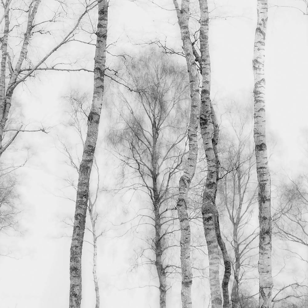 Papier peint panoramique motif foret noir et blanc 364x270cm — vue 4