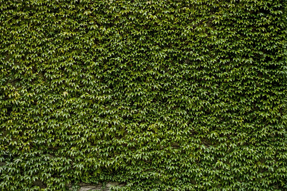 Tableau nature mur de lierres toile imprimée 120x80 cm