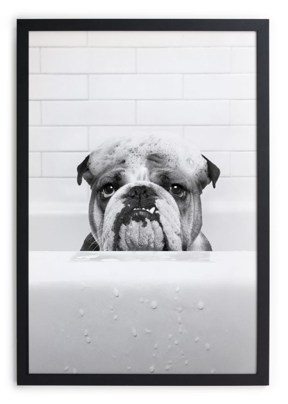 Tableau avec cadre noir 40x30 Bouledogue dans la baignoire