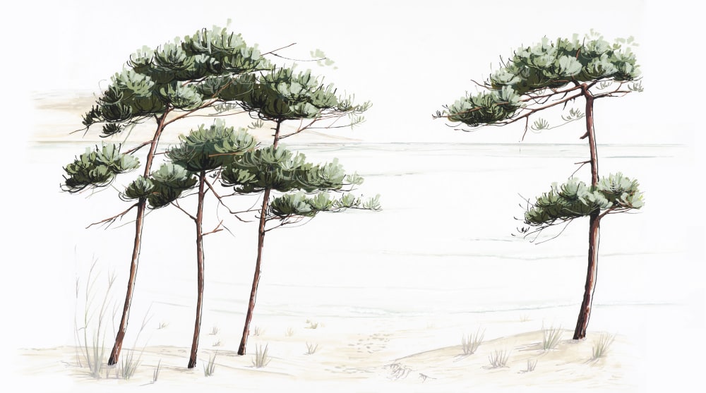 Papier peint pins du bassin, 450 x 250cm — vue 3