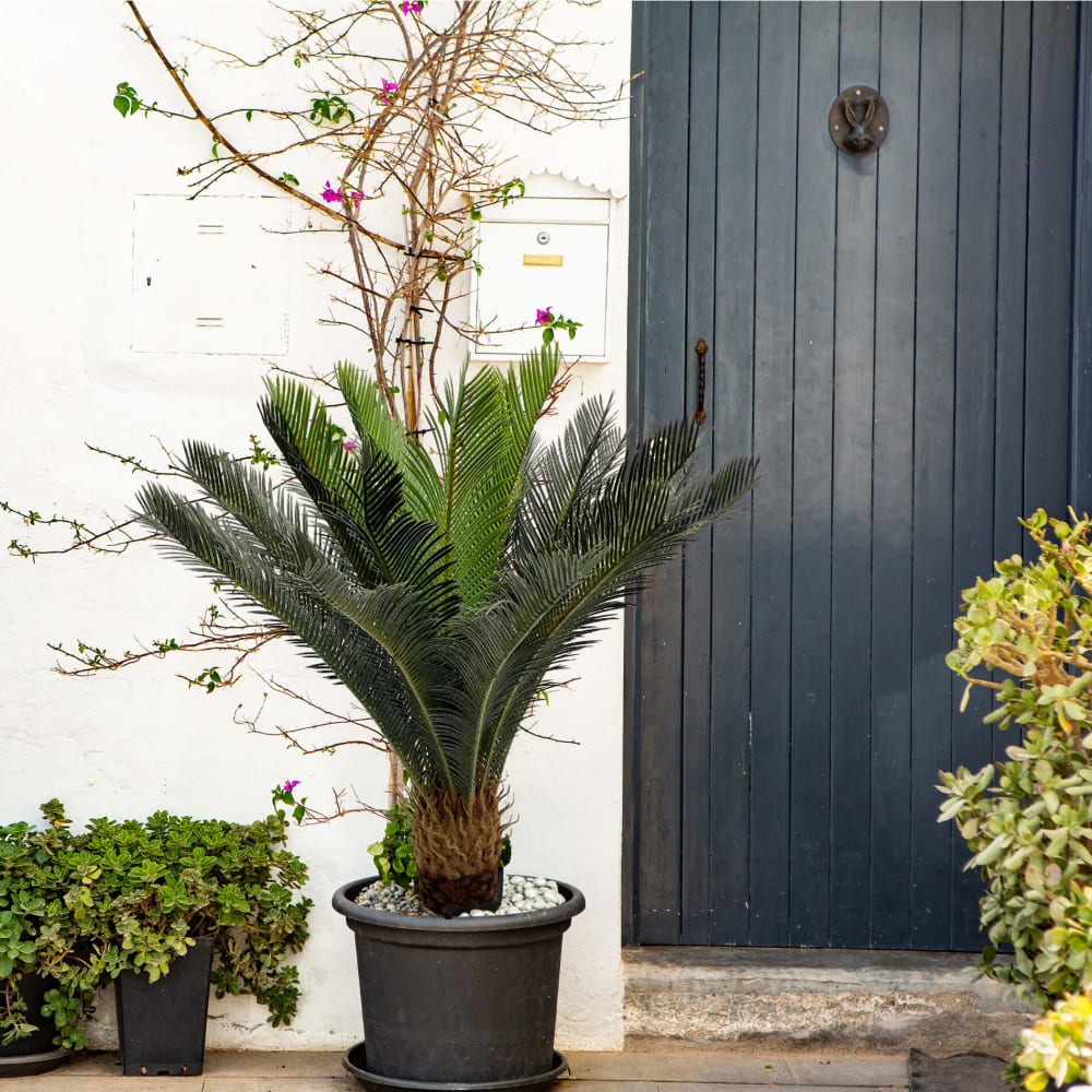 Plante artificielle Cycas en pot, H 90 cm