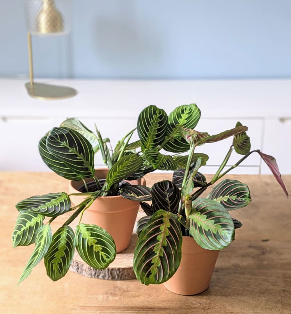 Réconciliation Végétale Lot de 2 maranta : nervures rose et nervures vertes + cache-pots - Fibres Naturelles