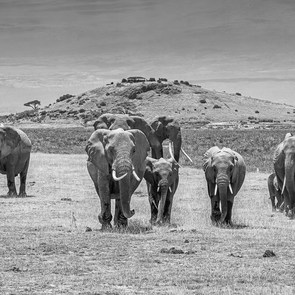 Papier peint éléphants devant le kilimanjaro 364x270 cm — vue 4