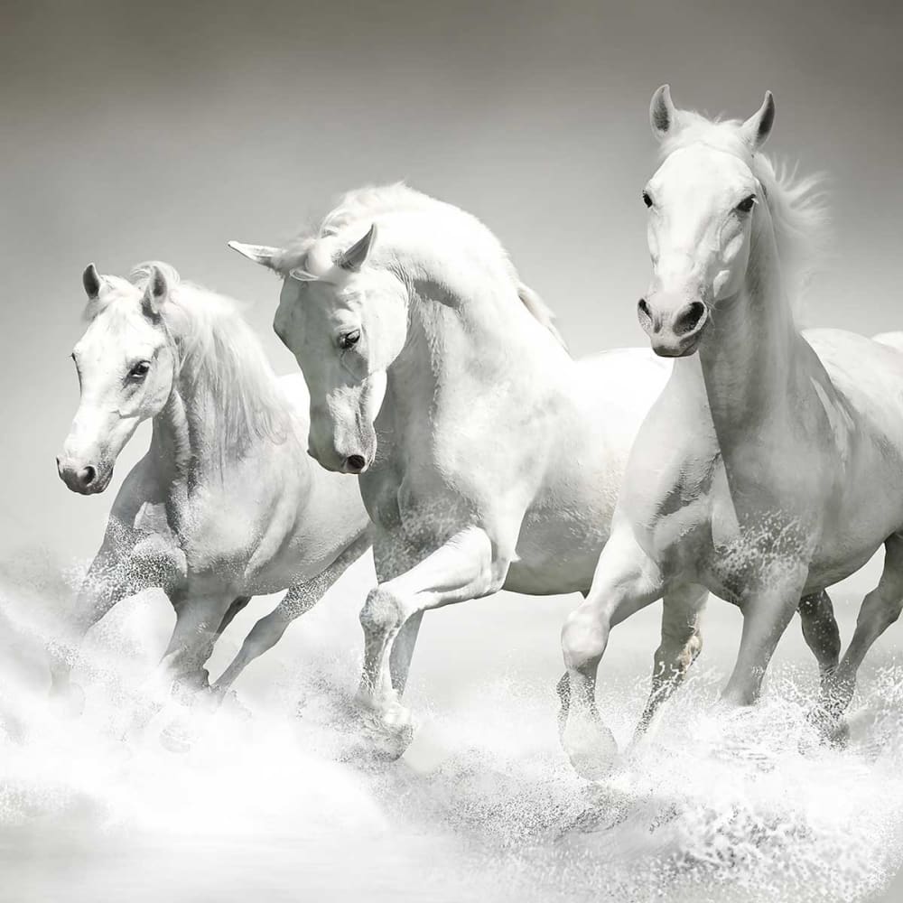 Papier peint chevaux blancs au galop 364x270 cm — vue 4