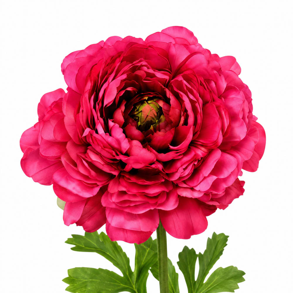 Künstlicher geöffneter Ranunkelstiel H40, Fuchsia - Maisons Du