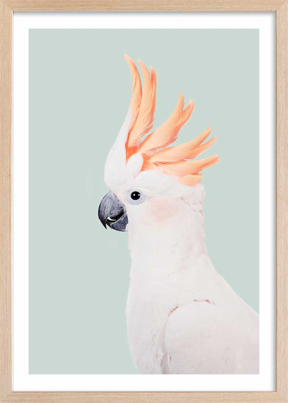 Affiche enfant cockatoo  avec cadre bois 40x60 cm