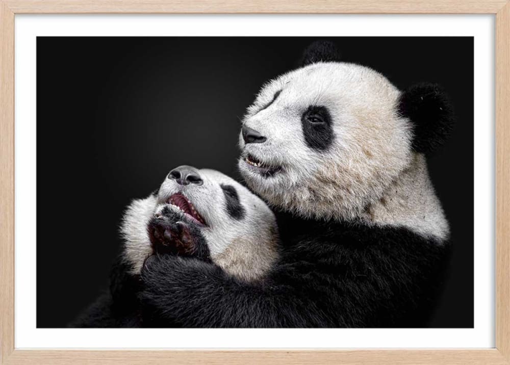 Affiche enfant pandas  avec cadre bois 60x40 cm