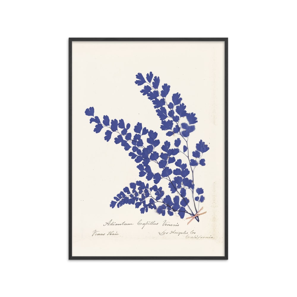 Affiche ''Botanical Fern III Blue'' Cadre noir - 50x70 cm