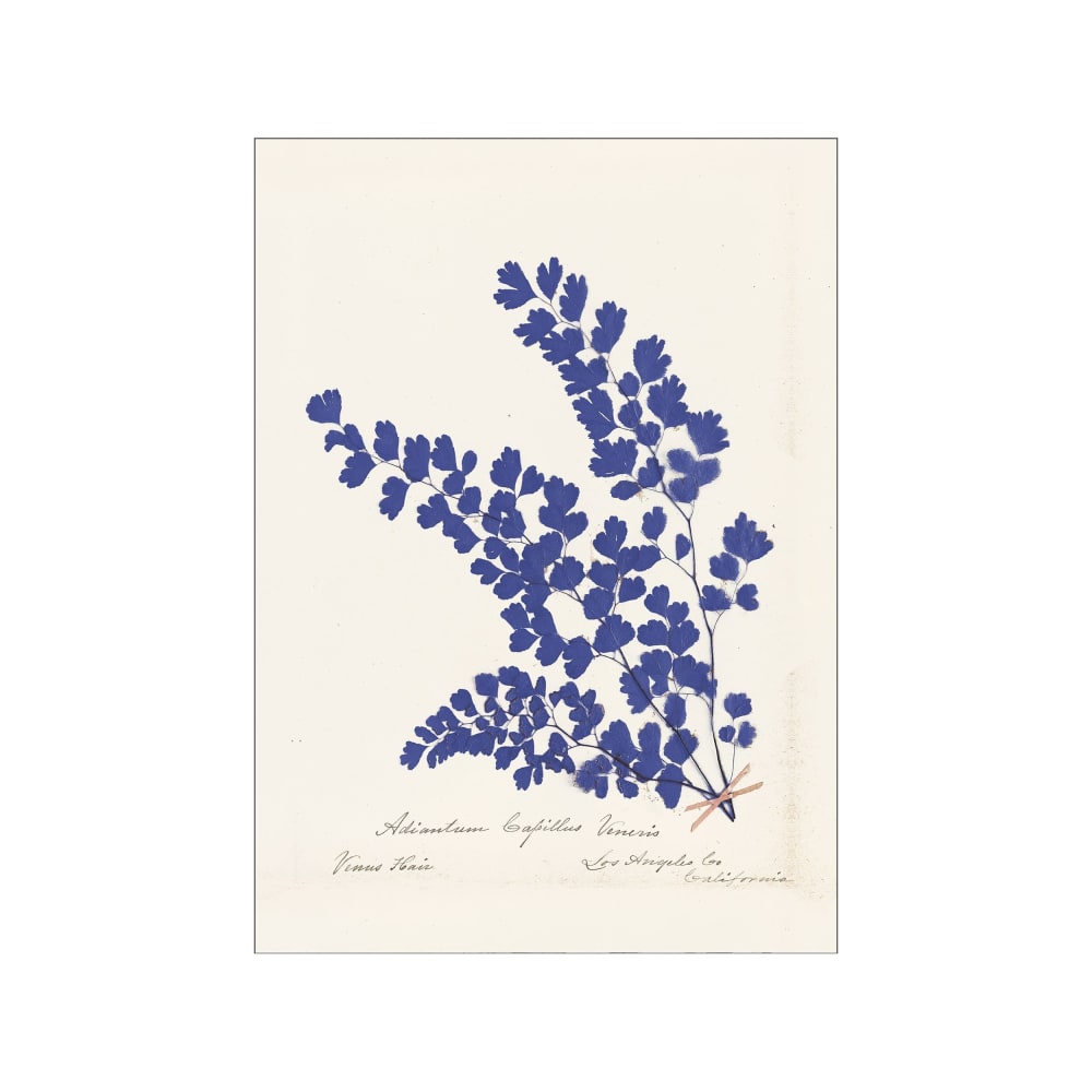 Affiche ''Botanical Fern III Blue'' sans cadre  - 50 x 70 cm
