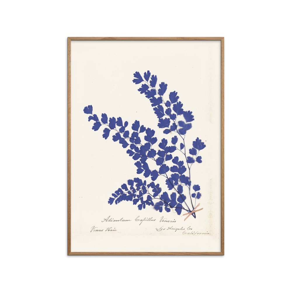 Affiche ''Botanical Fern III Blue'' Cadre en Chêne - 30x40 cm