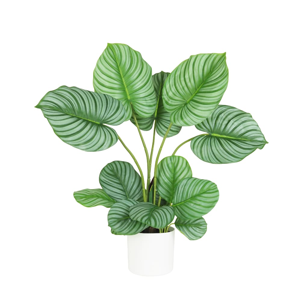Plante verte calathea artificiel 75cm Plante verte calathea artificiel 75cm