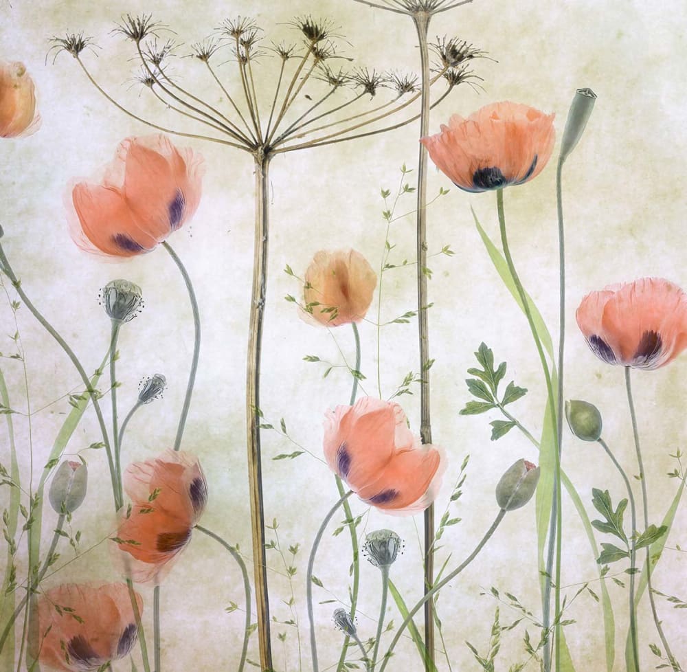 Papier peint coquelicots 364x270 cm — vue 4