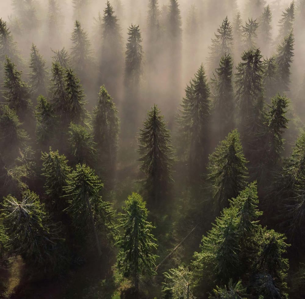 Papier peint l'armée des sapins 364x270 cm — vue 4