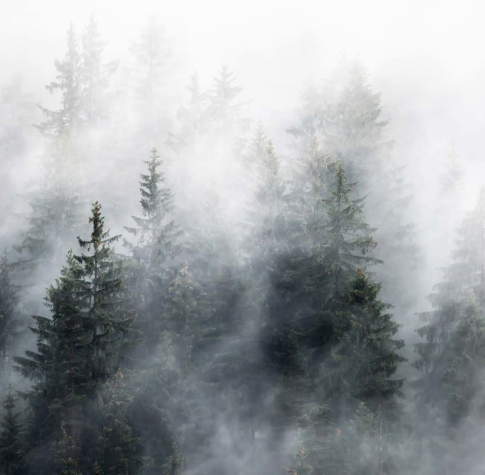 Papier peint bois sous la brume 364x270 cm — vue 4
