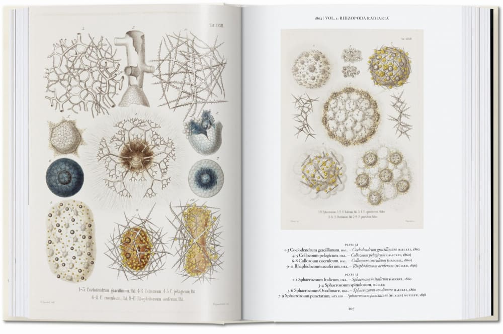 Ernst Haeckel. Kunst und Wissenschaft. 45th Ed. (Französisch) -